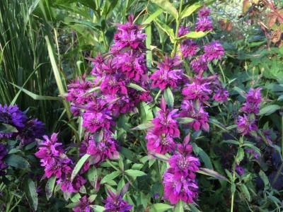 Monarda citriodora 'Bergamo' - medium image 5