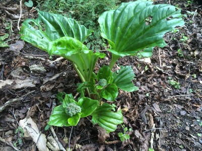 Myosotidium hortensia - medium image 5