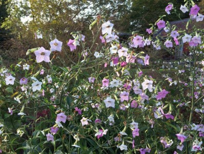 Nicotiana mutabilis - medium image 5