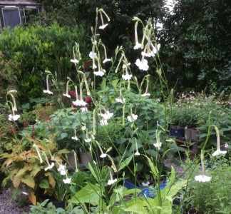 Nicotiana suaveolens - medium image 5