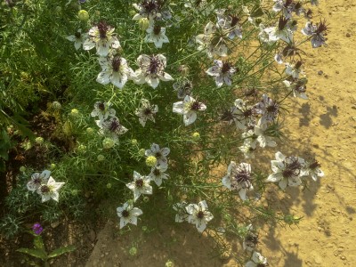 Nigella papillosa 'African Bride' - medium image 5