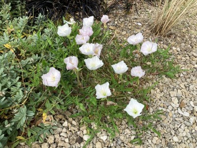 Oenothera acaulis - medium image 5