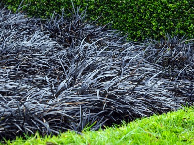 Ophiopogon planiscapus 'Nigrescens' - medium image 5