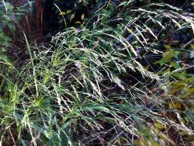Oryzopsis miliacea - medium image 5