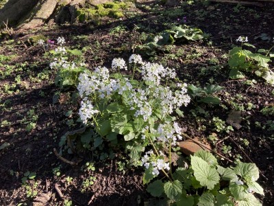 Pachyphragma macrophyllum - medium image 5