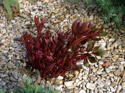 Paeonia cambessedesii AGM - medium image 5