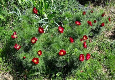 Paeonia tenuifolia - medium image 5