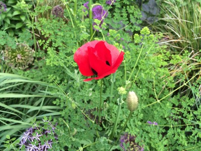 Papaver 'Paradise' - medium image 5