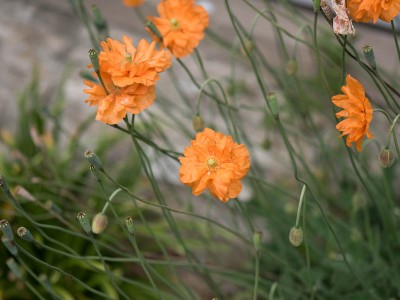 Papaver rupifragum - medium image 5