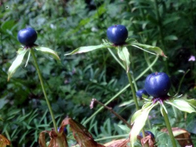 Paris quadrifolia - medium image 5