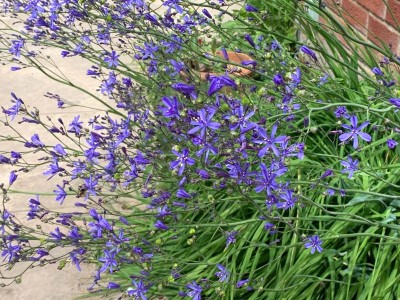 Pasithea caerulea - medium image 5