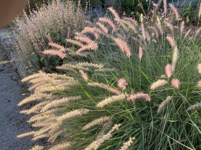 Pennisetum orientale - medium image 5
