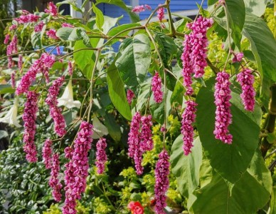 Persicaria orientalis - medium image 5