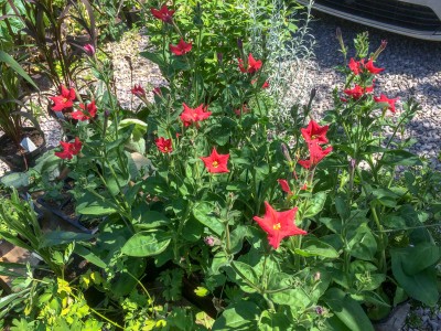 Petunia exserta - medium image 5