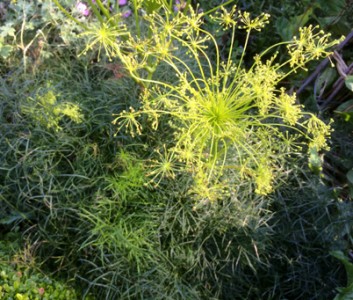 Peucedanum officinale - medium image 5