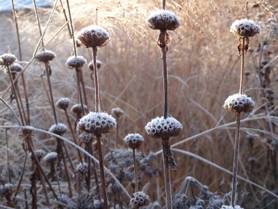 Phlomis russeliana - medium image 5