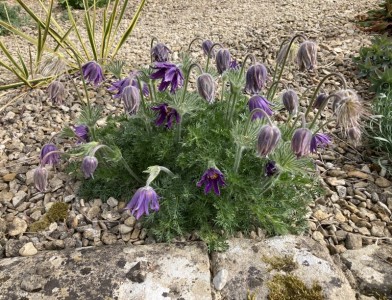 Pulsatilla vulgaris 'Papageno' - medium image 5