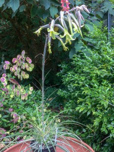 Puya mirabalis - medium image 5