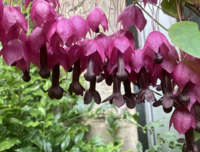 Rhodochiton atrosanguineus AGM - medium image 5