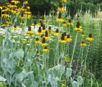 Rudbeckia maxima - medium image 5