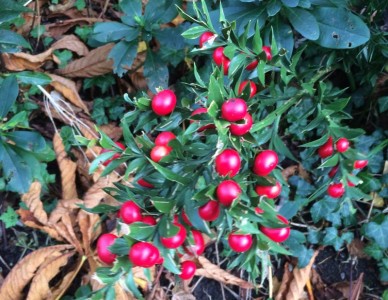 Ruscus aculeatus - medium image 5