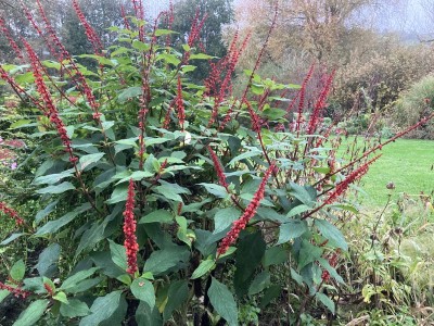 Salvia confertiflora - medium image 5