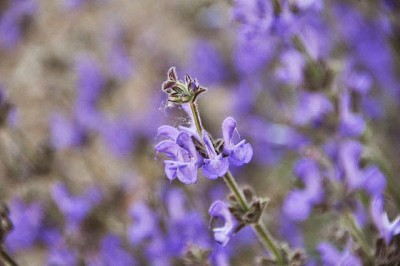 Salvia daghestanica - medium image 5