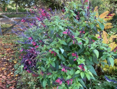 Salvia 'Sebastian' - medium image 5