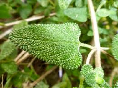 Salvia semiatrata - medium image 5