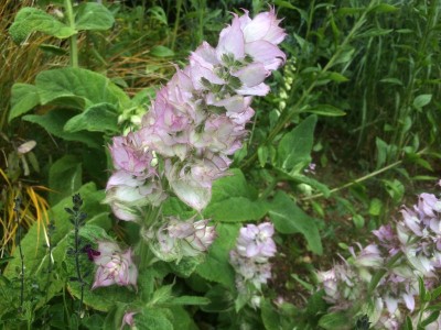 Salvia turkestanica - medium image 5