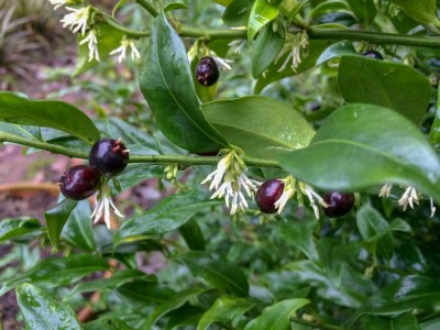 Sarcococca confusa - medium image 5