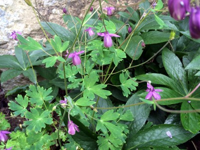 Semiaquilegia ecalcarata - medium image 5