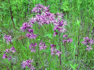 Silene flos-cuculi - medium image 5