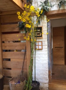 Silphium terebinthaceum - medium image 5