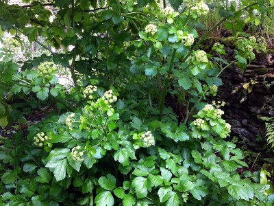 Smyrnium olusatrum - medium image 5