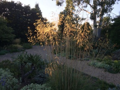 Stipa gigantea - medium image 5