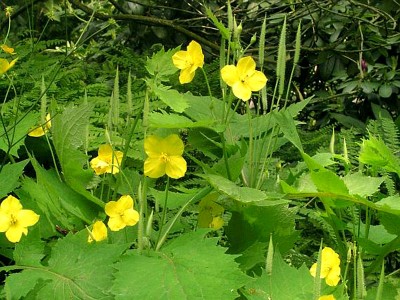 Stylophorum lasiocarpum - medium image 5