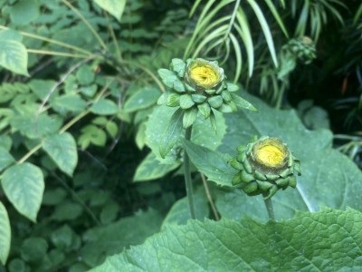 Telekia speciosa - medium image 5