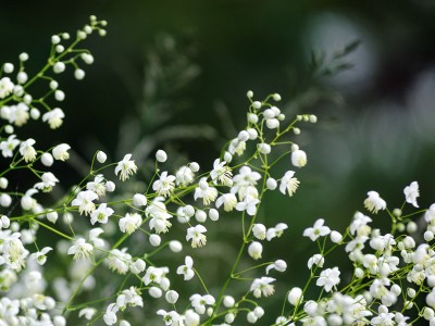 Thalictrum delavayi 'Album' - medium image 5