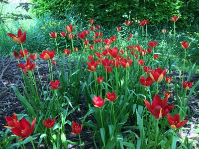 Tulipa sprengeri AGM - medium image 5