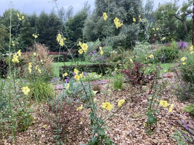 Verbascum roripifolium - medium image 5