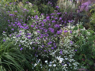 Verbena bonariensis - medium image 5