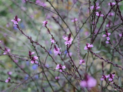 Verbena officinalis 'Bampton' - medium image 5