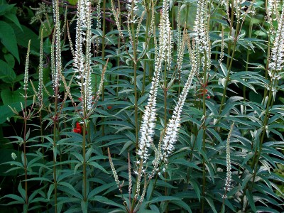 Veronicastrum virginicum 'Album' - medium image 5