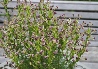 Zaluzianskya capensis - medium image 5