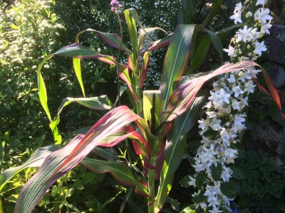 Zea japonica Variegata - medium image 5