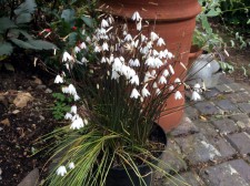 Acis autumnalis AGM