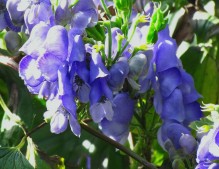 Aconitum hemsleyanum