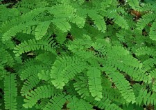 Adiantum pedatum