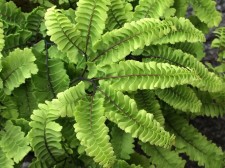Adiantum pedatum 'Imbricatum'